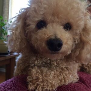 Meet your Posher, Maya